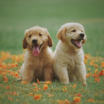Puppies in a field