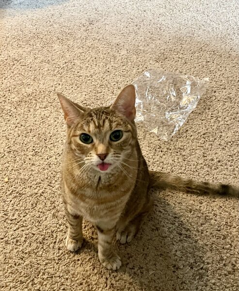 Abbie Proctor's cat, Loony, looks at the camera during a candid photo.